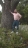 Ciantiman