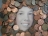 TenMillionPennies