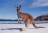 aussierob