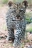 Leopardln
