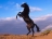alyabdo1