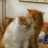 gingerale